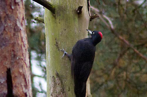 Foto van een Zwarte Specht, Veluwe