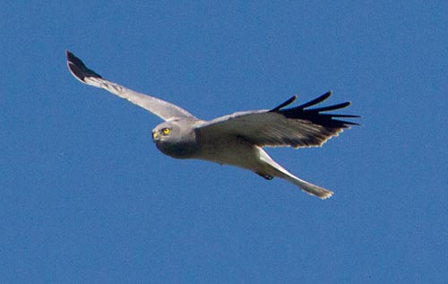 Foto van een Blauwe Kiekendief, Oostvaardersplassen, Flevoland