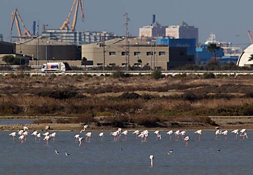 Foto van Flamingo's, Bahia de Cadiz, Andalusië, Spanje