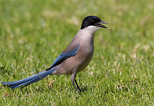 Foto van een Blauwe Ekster, Andalusië, Spanje