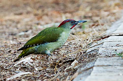 Foto van een Groene Specht, Andalusië, Spanje