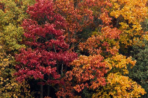 Foto van herfstkleuren in natuurgebied de Malpei, Valkenswaard, Noord-Brabant