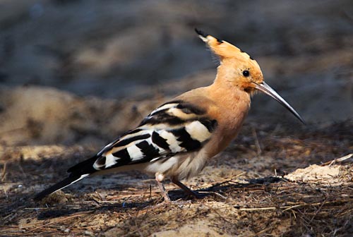 Foto van een Hop, Isla Cristina