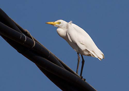 Foto van een Koereiger, Andalusië, Spanje
