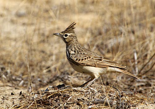 Foto van een Kuifleeuwerik, La Rocina, Coto Doñana