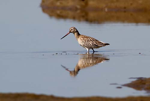 Foto van een Rosse Grutto, Andalusië, Spanje