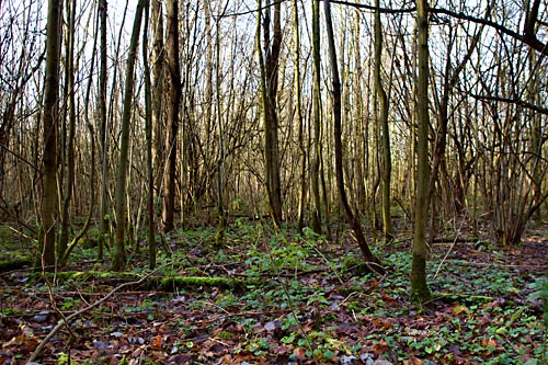 Foto van het Broekbos, Harderbos, Flevoland