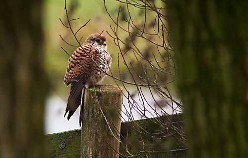 Foto van een torenvalk, Krimpenerwaard