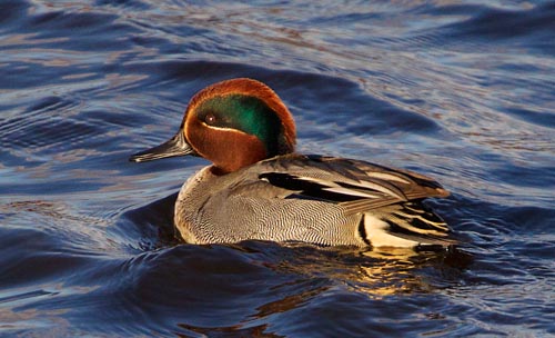 Foto van een Wintertaling, Delta Schuitenbeek, Arkemheen