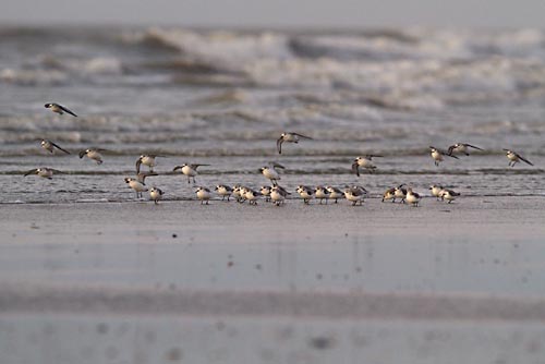 Foto van Drieteenstrandlopers, Velsen