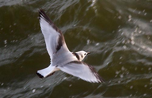 Foto van een Drieteenmeeuw, Kittiwake, IJmuiden