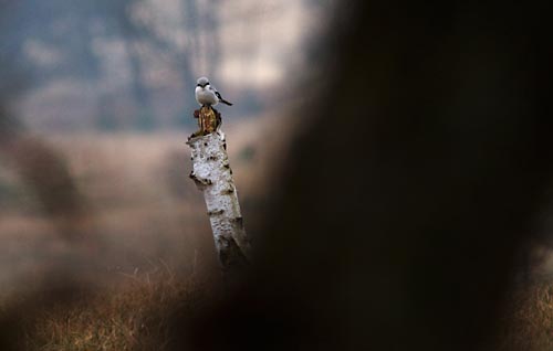 Foto van een Klapekster