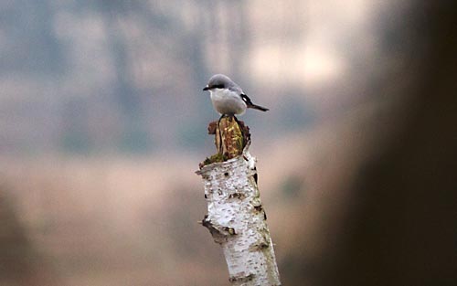 Foto van een Klapekster