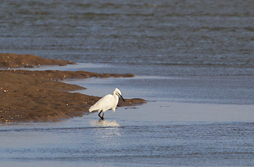 kleine_zilverreiger1618 Foto van een Kleine Zilverreiger, Het Zwin, Knokke-Heist