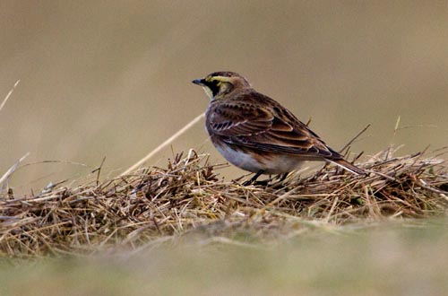 strandleeuwerik1606 Foto van een Strandleeuwerik, Het Zwin, Knokke-Heist