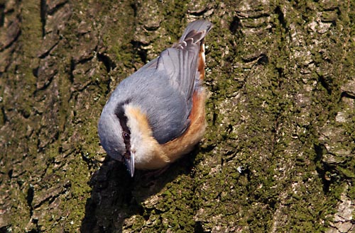 Foto van een Boomklever, Vaassen, Veluwe