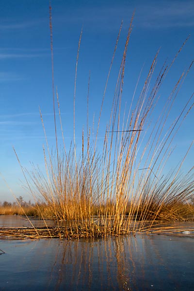 Foto van het Haaksbergerveen
