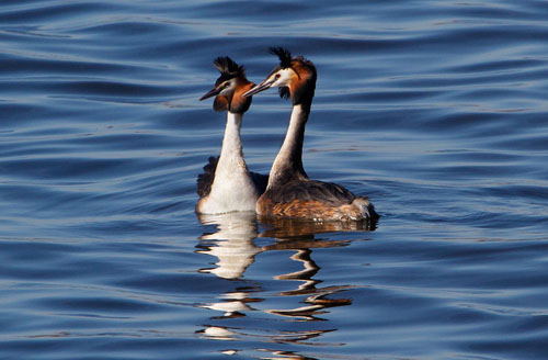 Foto van baltsende Futen, polder Arkemheen