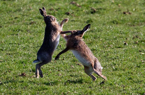 Foto van boksende hazen, polder Arkemheen