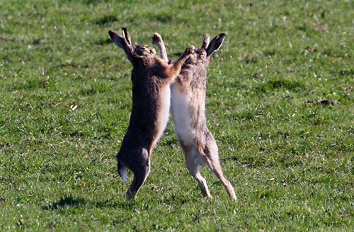 Foto van boksende hazen, polder Arkemheen