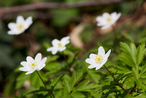 Foto van bosanemonen in het Savelsbos