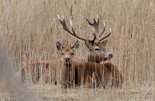 Foto van Edelherten, Oostvaardersplassen