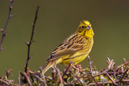Foto van een Geelgors, Sint Geertruid