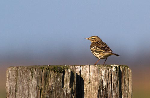 Foto van een Graspieper, natuurgebied Varkensland, Broek in Waterland.