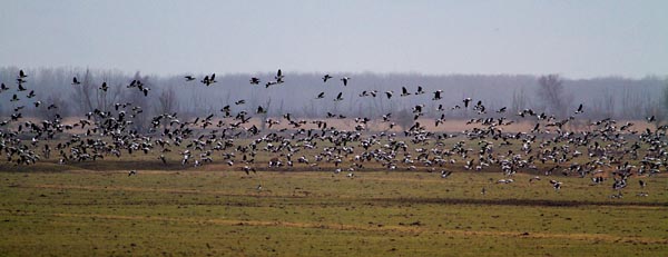 Foto van Brandganzen, Oostvaardersplassen