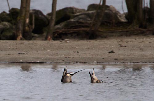 Foto van Pijlstaarten, Vooroever, Onderdijk