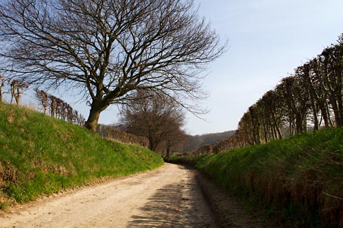 Foto van een holle weg, Rijckholt
