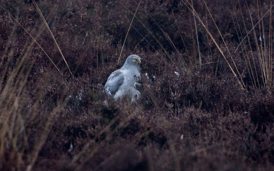 Foto van een Blauwe Kiekendief, Bargerveen