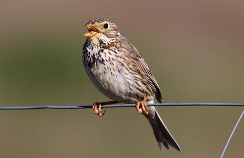Foto van een Grauwe Gors, La Serena