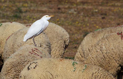 Foto van een Koereiger, Extremadura, Spanje