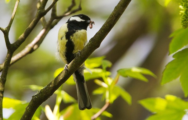 Foto van een koolmees bij een nestkast