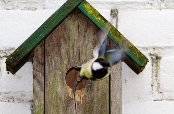 Foto van een koolmees bij een nestkast