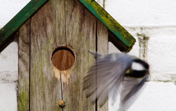 Foto van een koolmees bij een nestkast