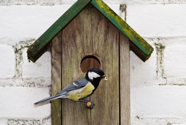Foto van een koolmees bij een nestkast