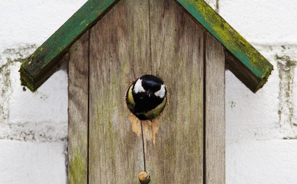 Foto van een koolmees bij een nestkast