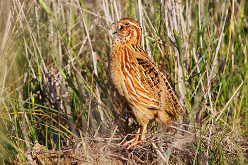 Foto van een Kwartel, Extremadura, Spanje