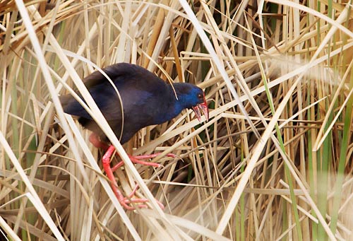 Foto van een Purperkoet, Extremadura, Spanje