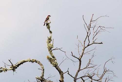 Foto van een Roodkopklauwier, Extremadura, Spanje