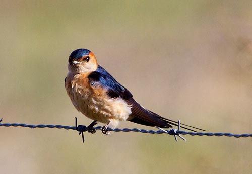 Foto van een Roodstuitzwaluw, Extremadura, Spanje