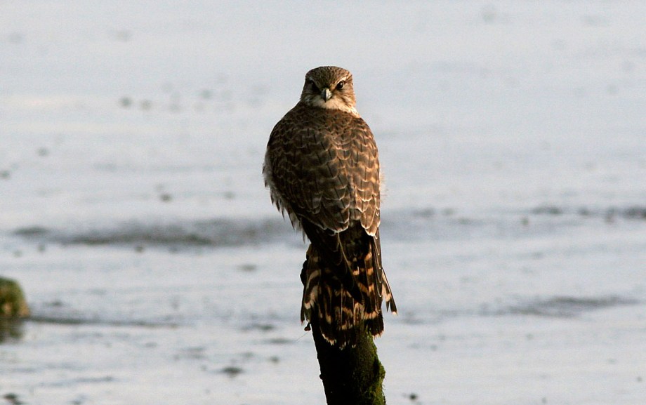 Foto van een Smelleken, Terschelling
