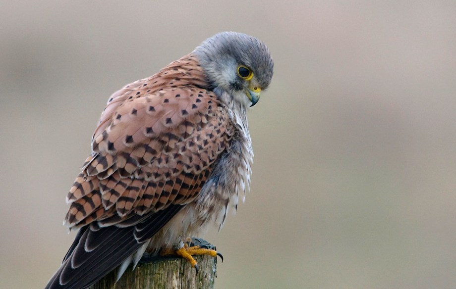 Foto van een Torenvalk, Prunje, Zeeland