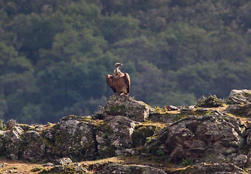 Foto van een Vale Gier, Extremadura, Spanje
