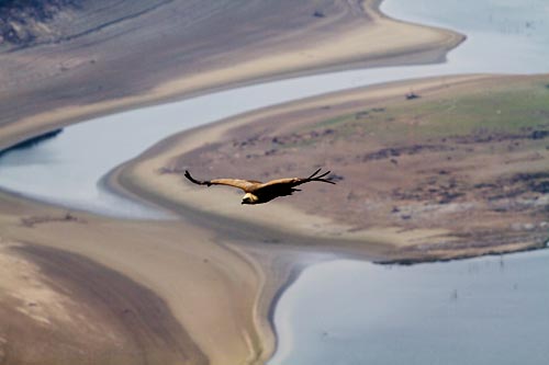 Foto van een Vale Gier, Extremadura, Spanje