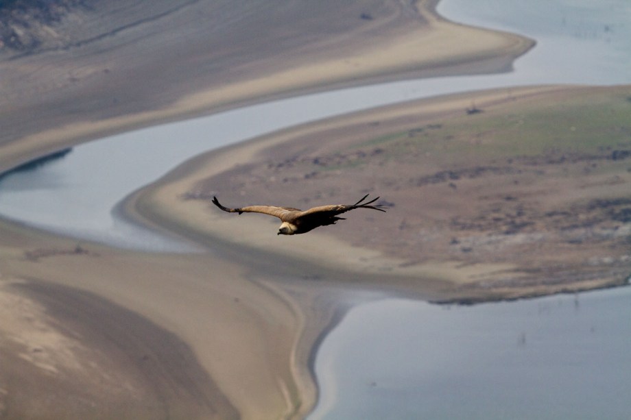 Foto van een Vale Gier, Monfragüe NP, Extremadura, Spanje