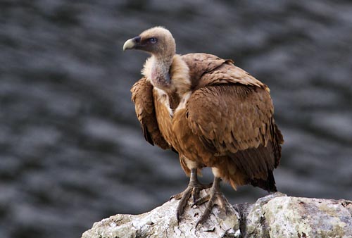 Foto van een Vale Gier, Extremadura, Spanje