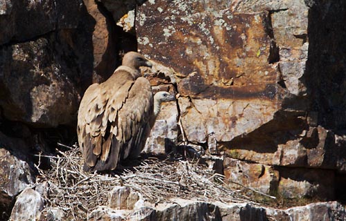 Foto van een Vale Gier met een kuiken, Extremadura, Spanje